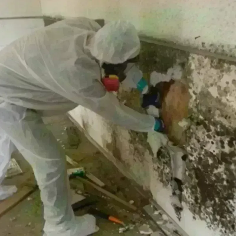 Mold Remediation and Removal in Hall County, TX